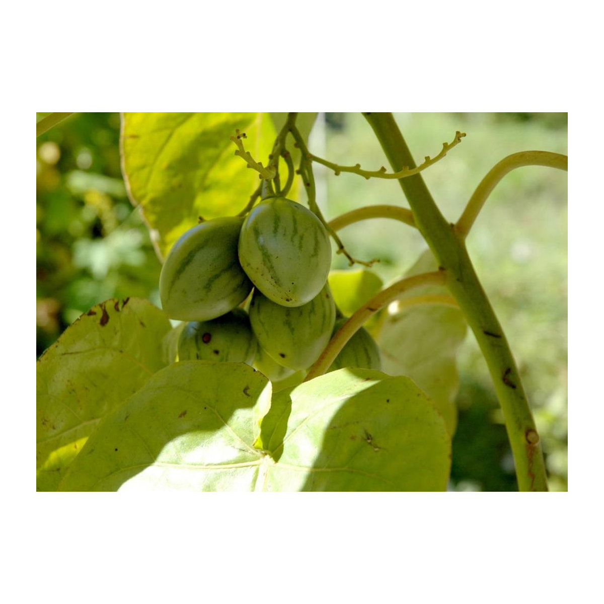 SAFLAX Tamarillo Cyphomandra betacea 50 Samen - Bild 5