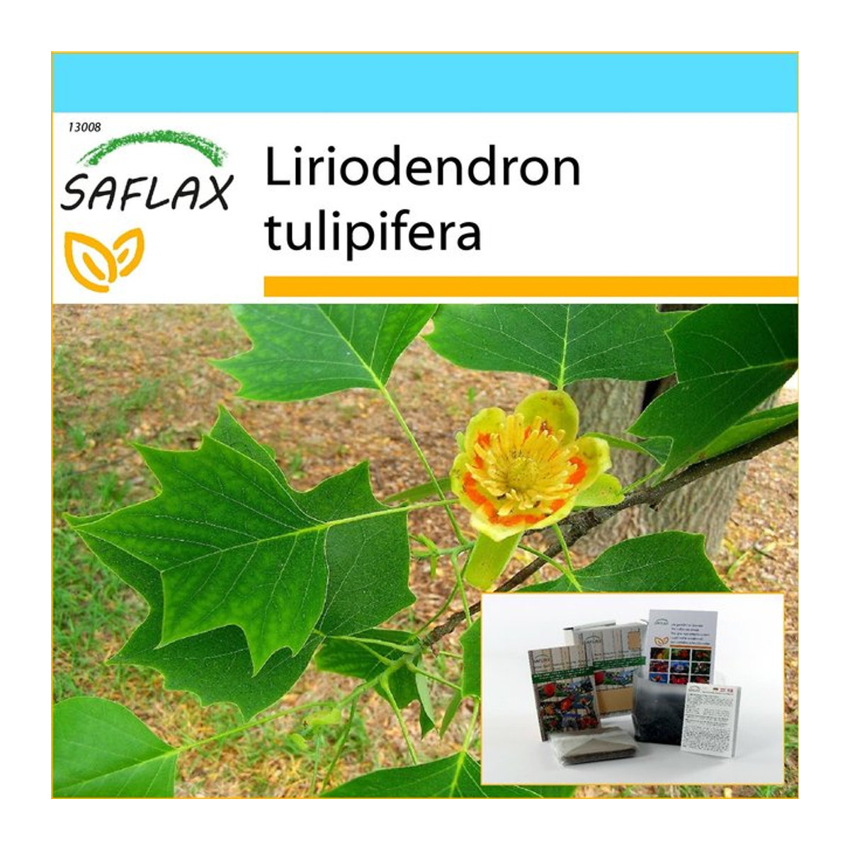 SAFLAX Tulpenbaum Geschenkset mit 20 Samen Liriodendron tulipifera inklusive Geschenkbox, Karte, Etikett und Blumenerde - Bild 1