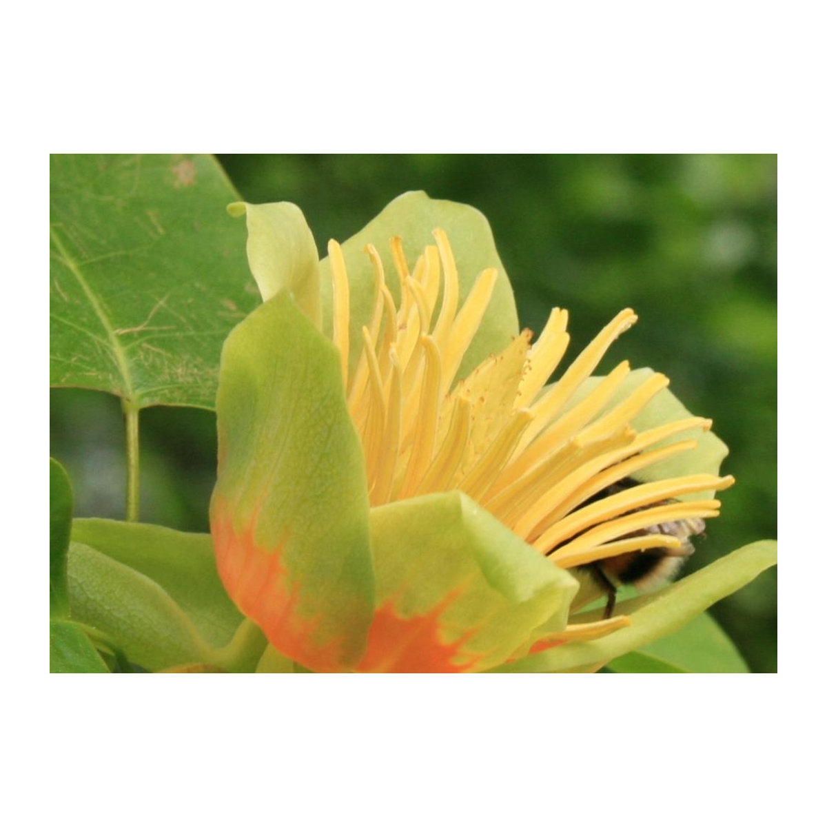 SAFLAX Tulpenbaum Geschenkset mit 20 Samen Liriodendron tulipifera inklusive Geschenkbox, Karte, Etikett und Blumenerde - Bild 2