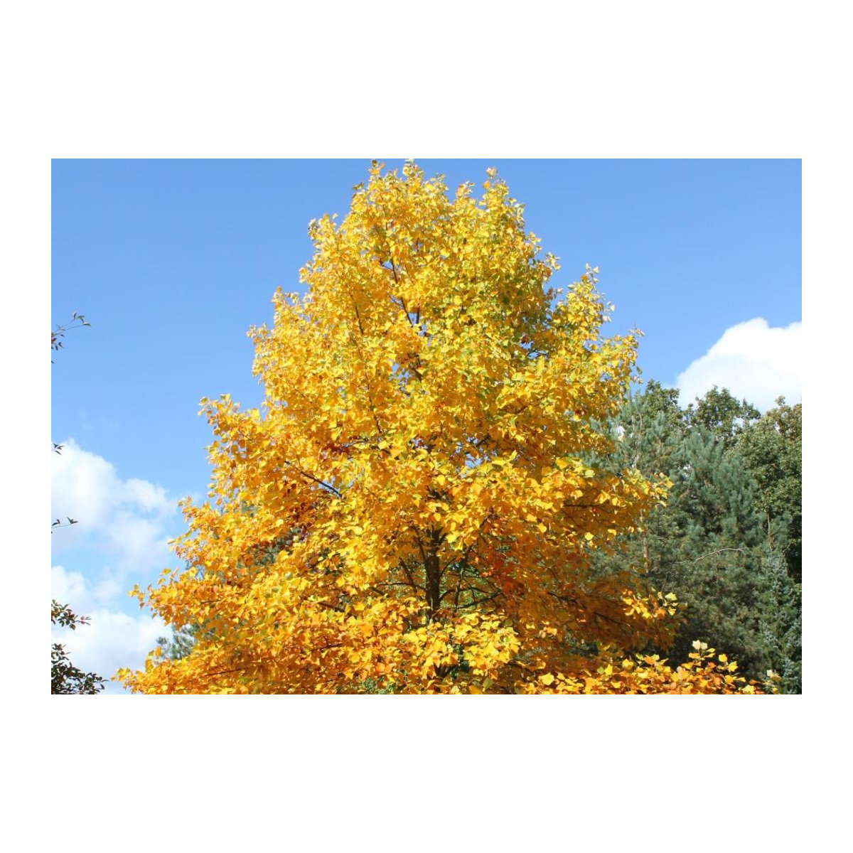 SAFLAX Tulpenbaum Geschenkset mit 20 Samen Liriodendron tulipifera inklusive Geschenkbox, Karte, Etikett und Blumenerde - Bild 4