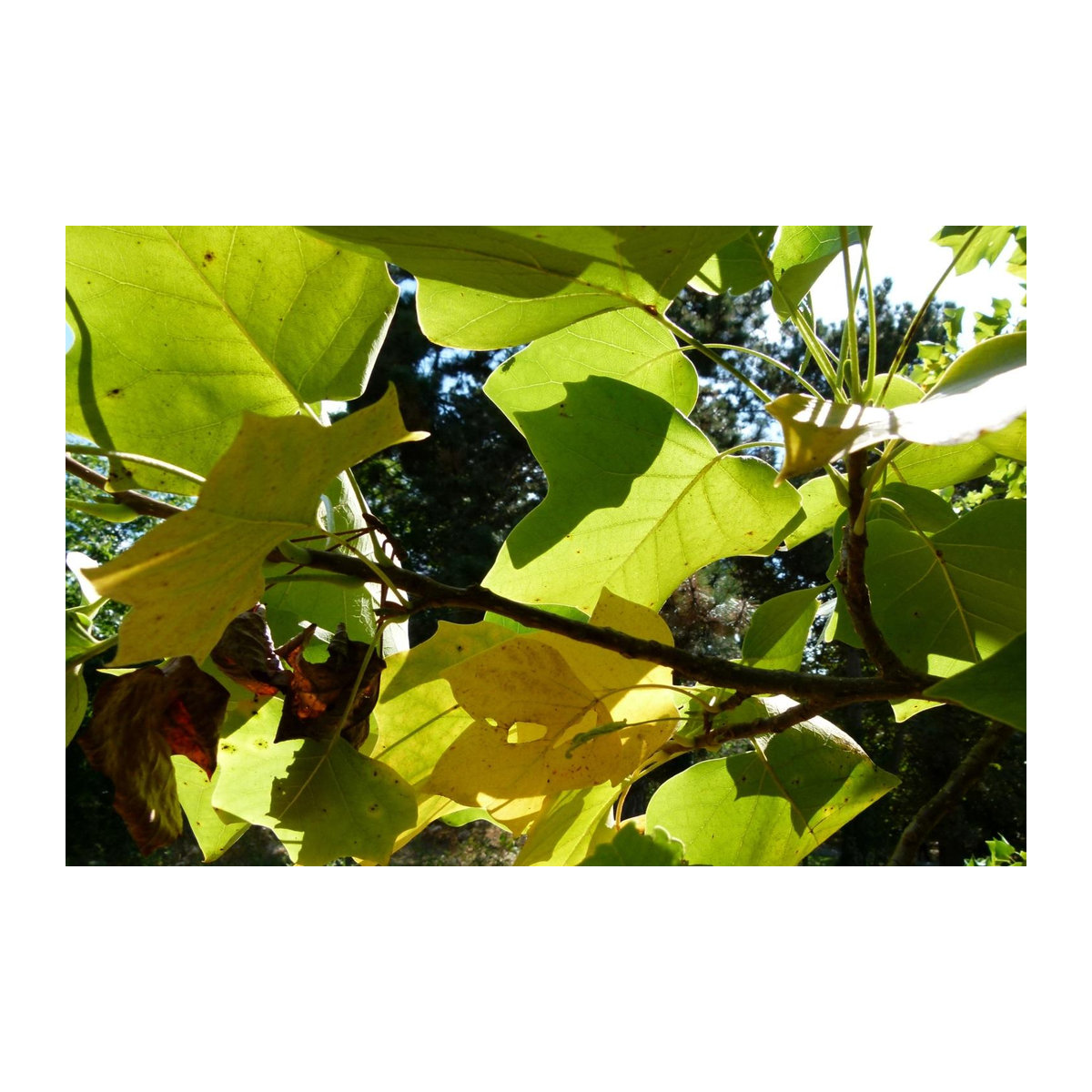 SAFLAX Tulpenbaum Geschenkset mit 20 Samen Liriodendron tulipifera inklusive Geschenkbox, Karte, Etikett und Blumenerde - Bild 5