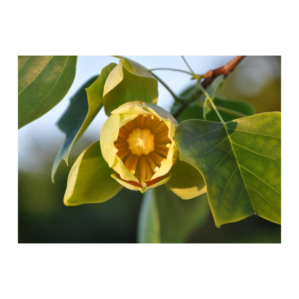 SAFLAX Tulpenbaum Geschenkset mit 20 Samen Liriodendron tulipifera inklusive Geschenkbox, Karte, Etikett und Blumenerde - Bild 6