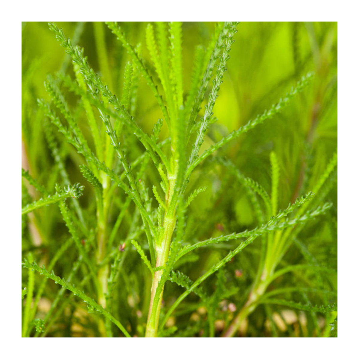 Santolina viridis Olivenkraut in Grün und Gelb von Mein schöner Garten Shop - Bild 1