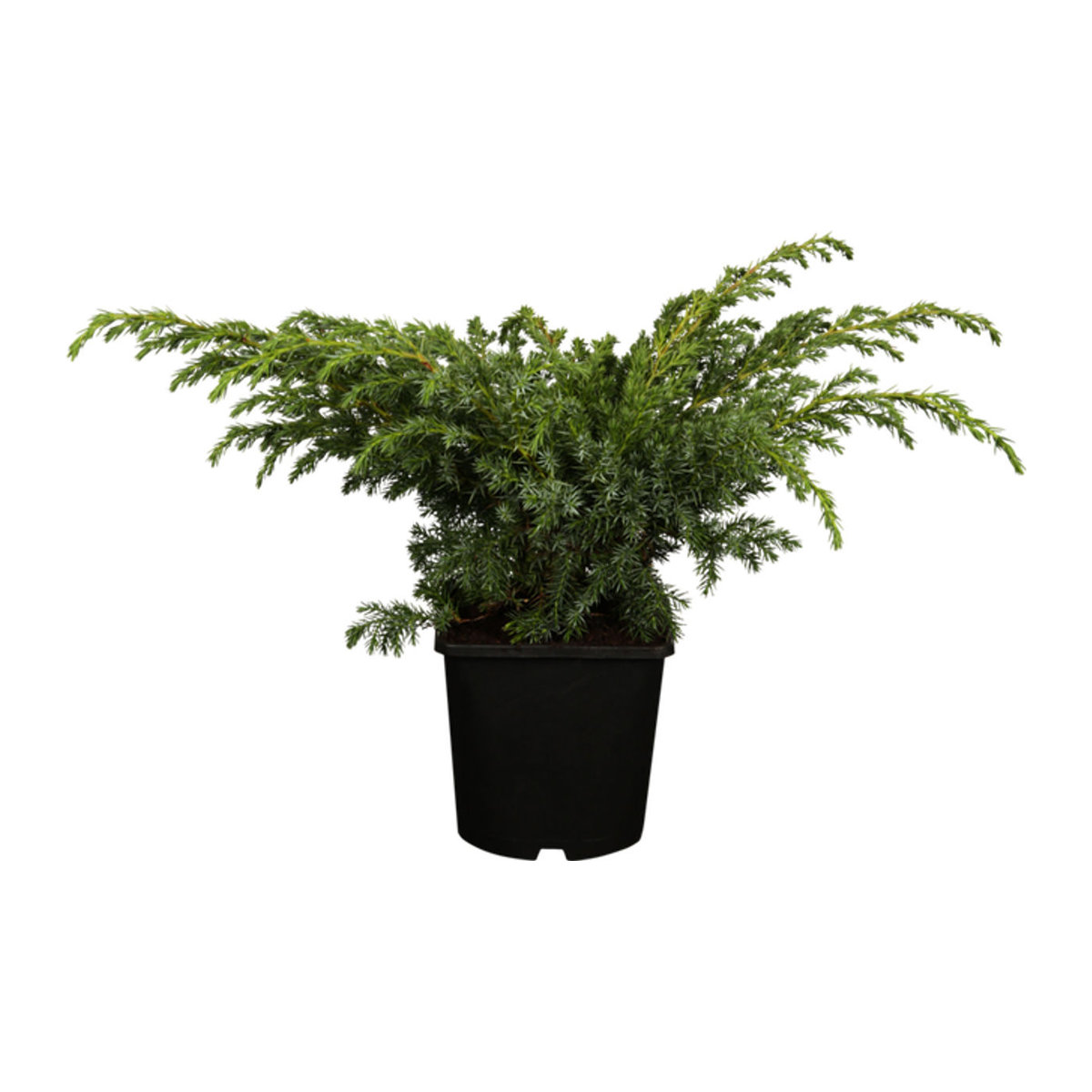 Säulenwachholder Blue Swede von Mein schöner Garten Shop - Bild 1