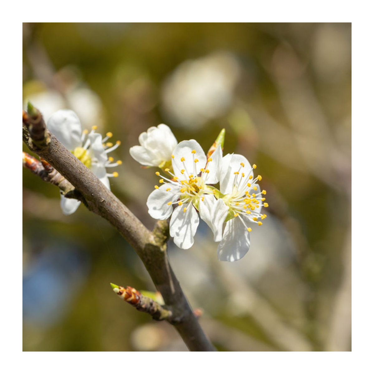 Schlehe in Weiß als Dekoration für den Frühling - Bild 1