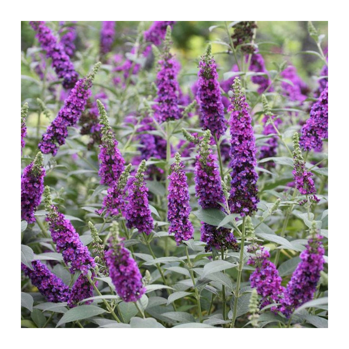 Schmetterlingsflieder Miss Violet in Violett von Mein schöner Garten Shop - Bild 1