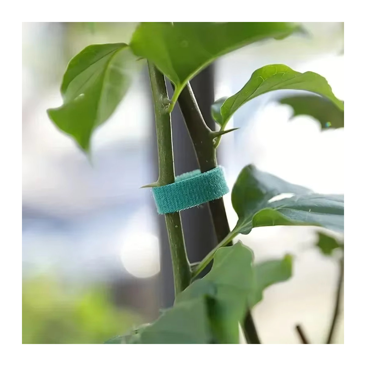 Selbstklebende Nylon-Kabelbinder für Pflanzen in Grün, wiederverwendbare Gartenschnur mit Hakenschlaufen zur Pflanzenunterstützung - Bild 2