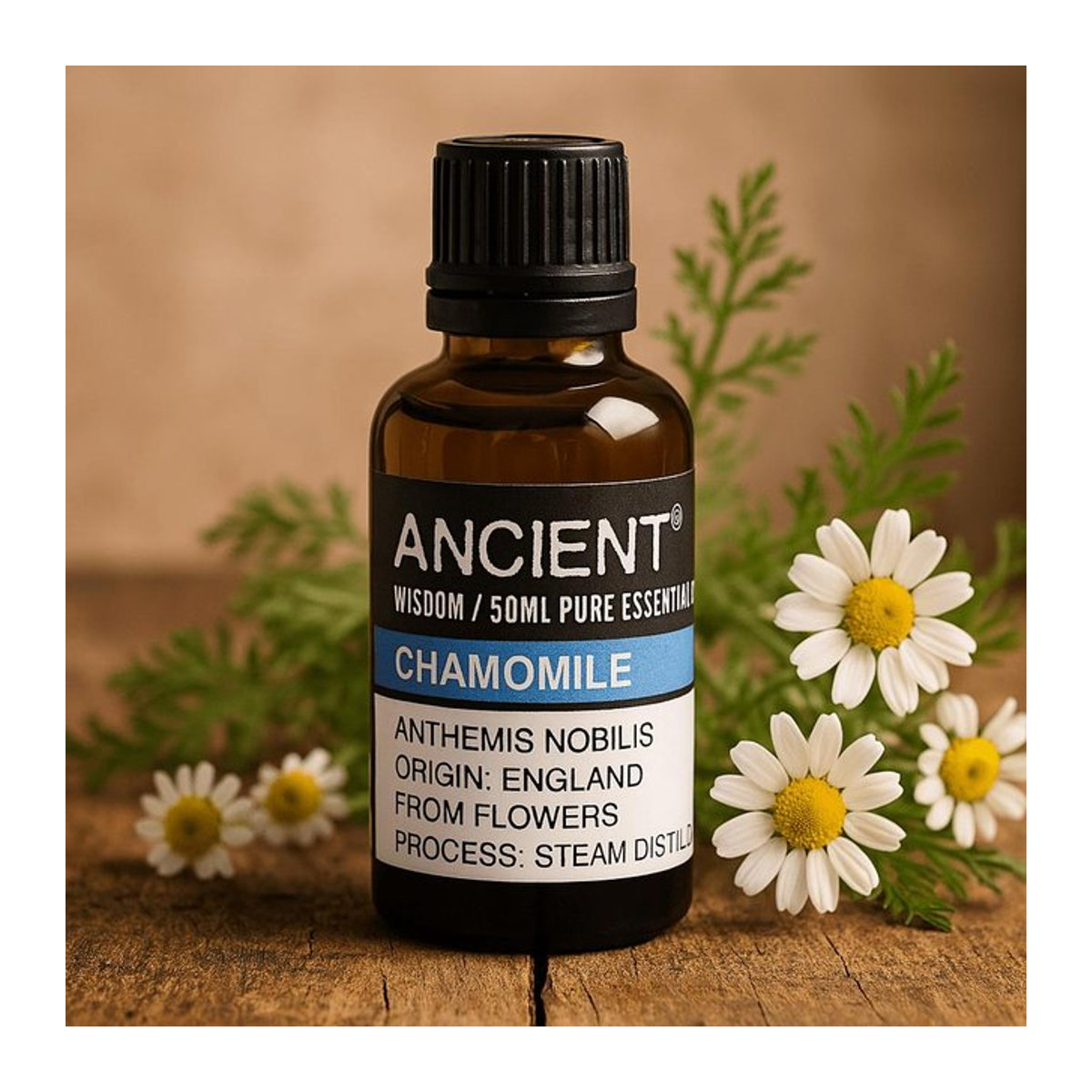 SHAMTAM Römische Kamille ätherisches Öl mit Duftnoten von Apfel und Heu, 50 ml - Bild 1
