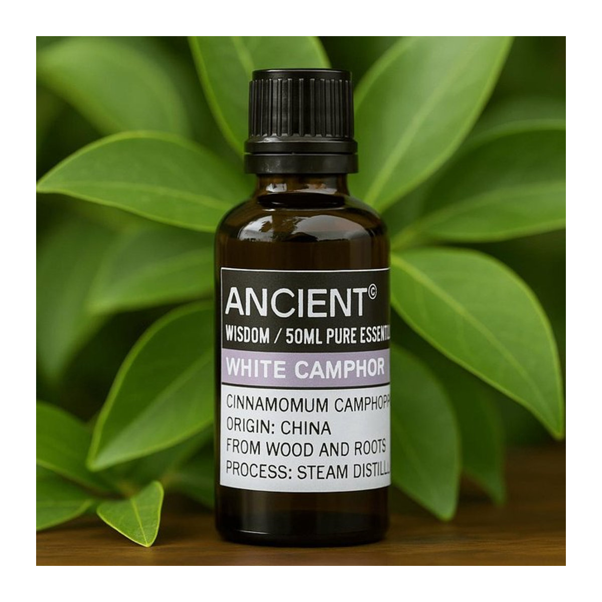SHAMTAM Weißes Kampfer ätherisches Öl, 50 ml, Wasserdampfdestilliert, Woody - Bild 1
