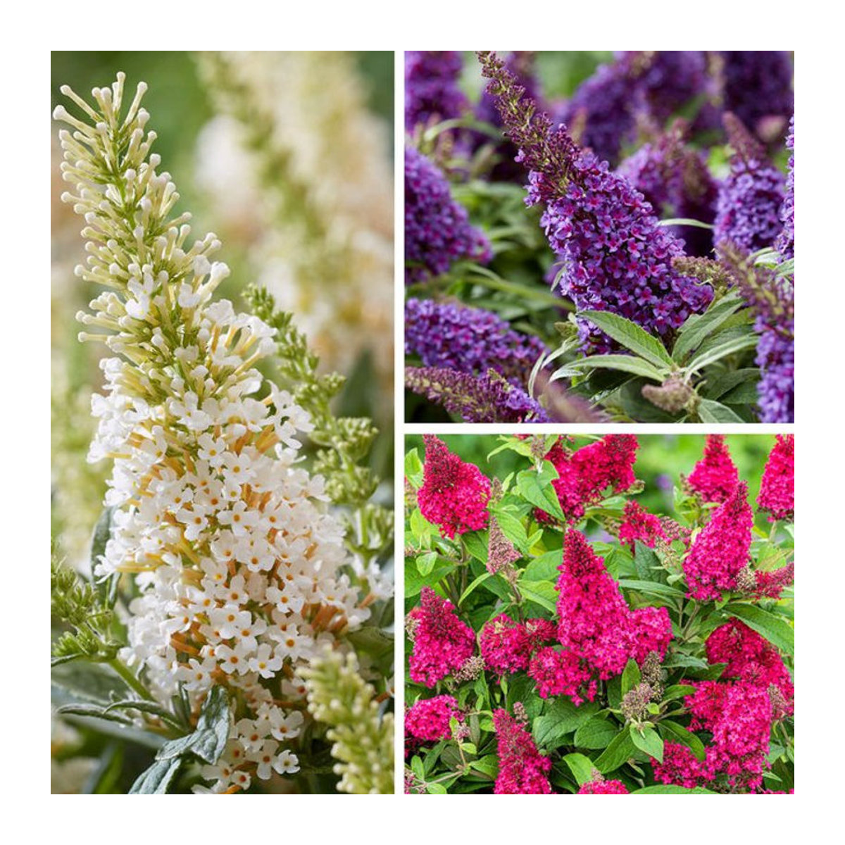 Sommerflieder bunt, 3 Pflanzen von Mein schöner Garten Shop - Bild 1