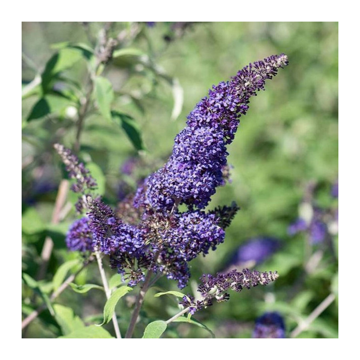 Sommerflieder Davidii in Violett - Bild 1