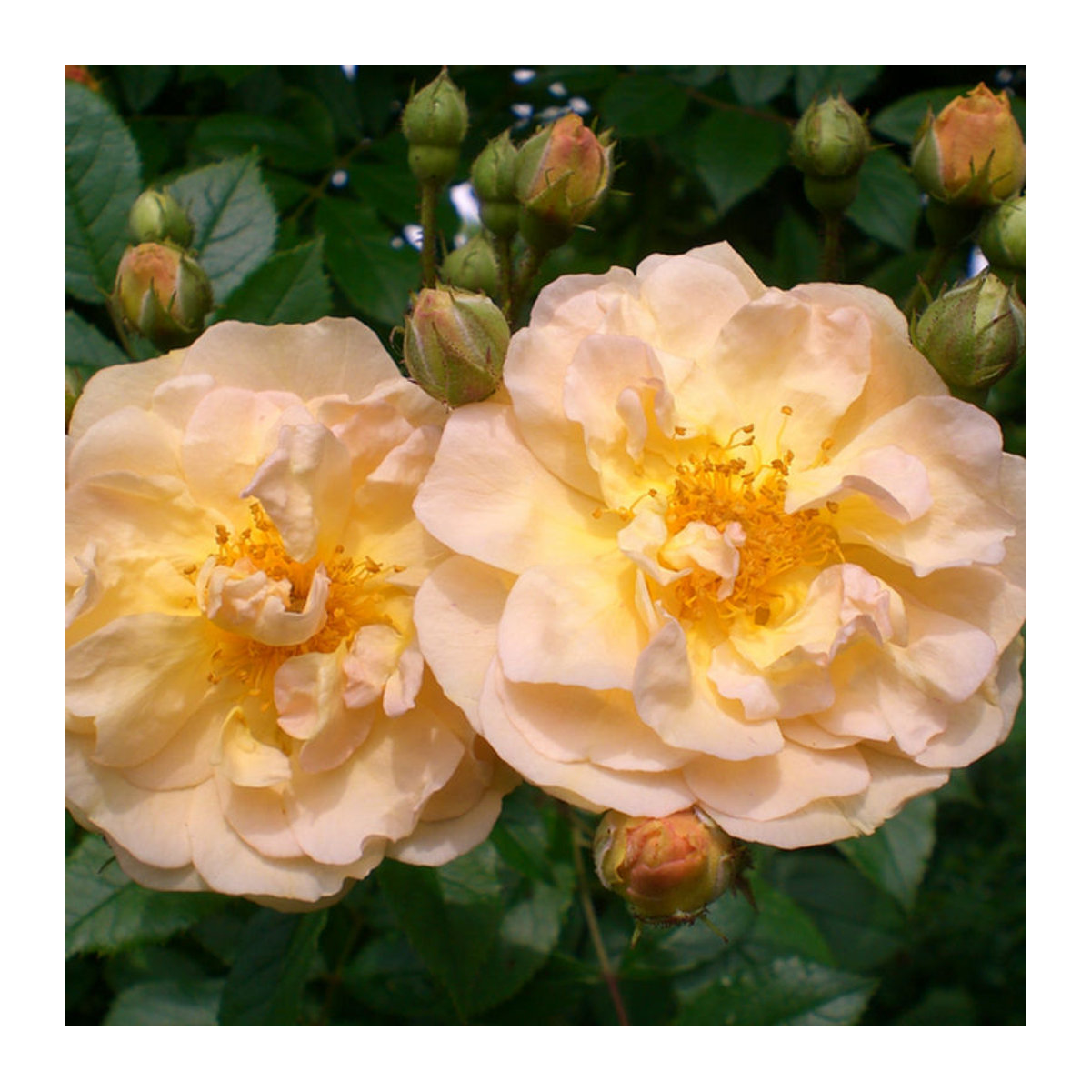 Strauchrose Ghislaine de Feligonde in Gelb - Bild 1