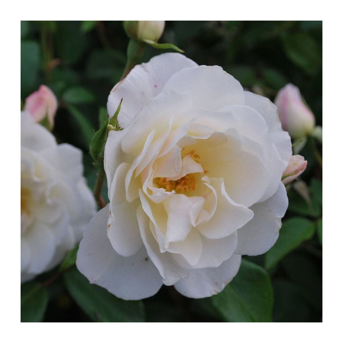 Strauchrose Schneewittchen in Weiß - Bild 1