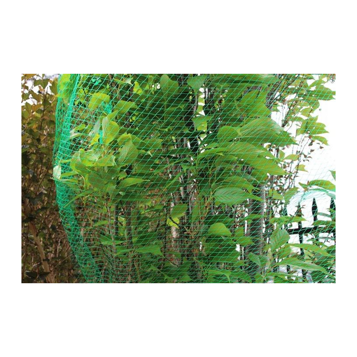 Super Merchant Schutznetz für Wasserbecken und Erdbeeren in Grün, verstärkt, B: 5 m, T: 4 m inklusive Anker - Bild 2