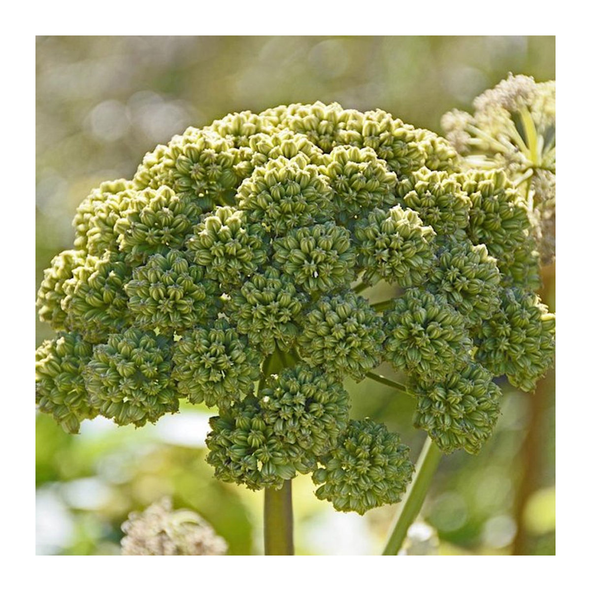 TORSEED Angelica Litwor Premium Gemüsesamen 1g - Bild 1