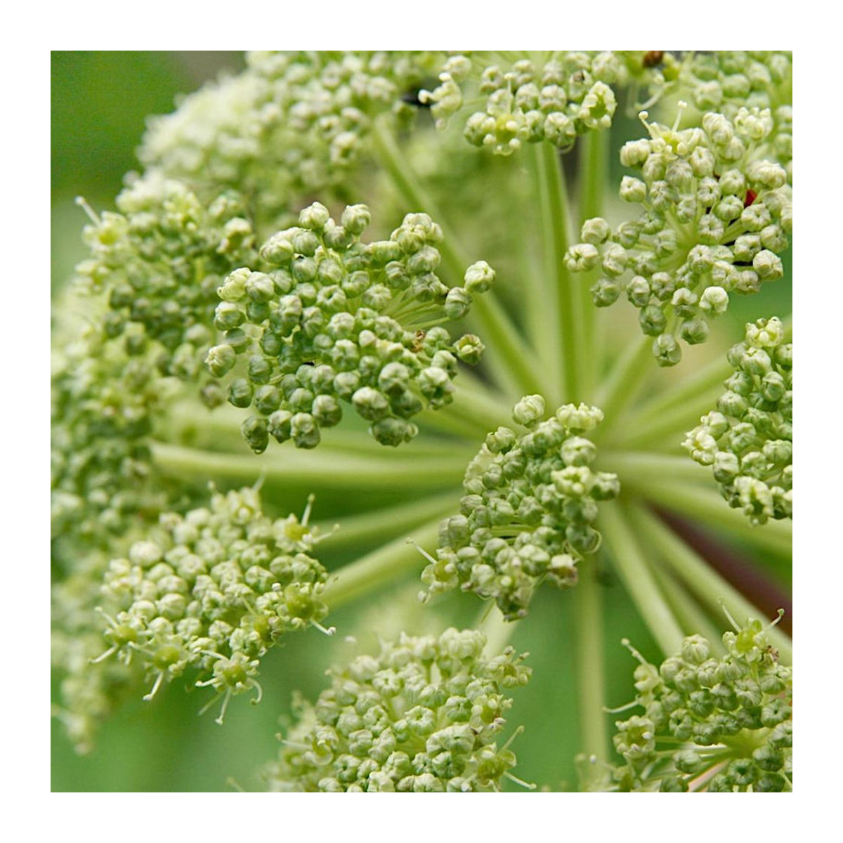 TORSEED Angelica Litwor Premium Gemüsesamen 1g - Bild 2