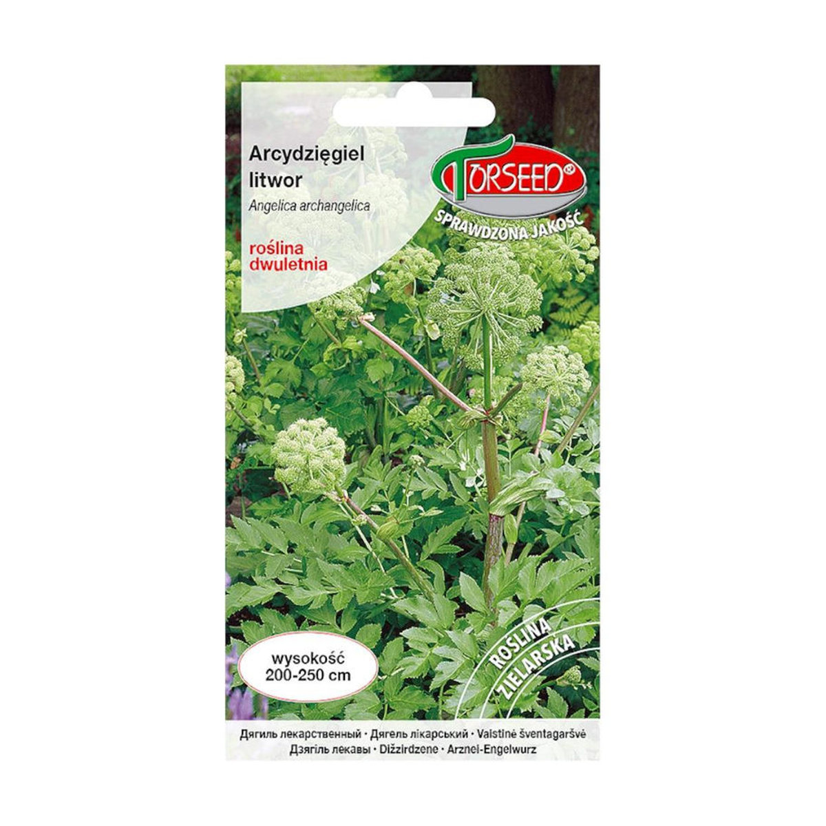 TORSEED Angelica Litwor Premium Gemüsesamen 1g - Bild 3