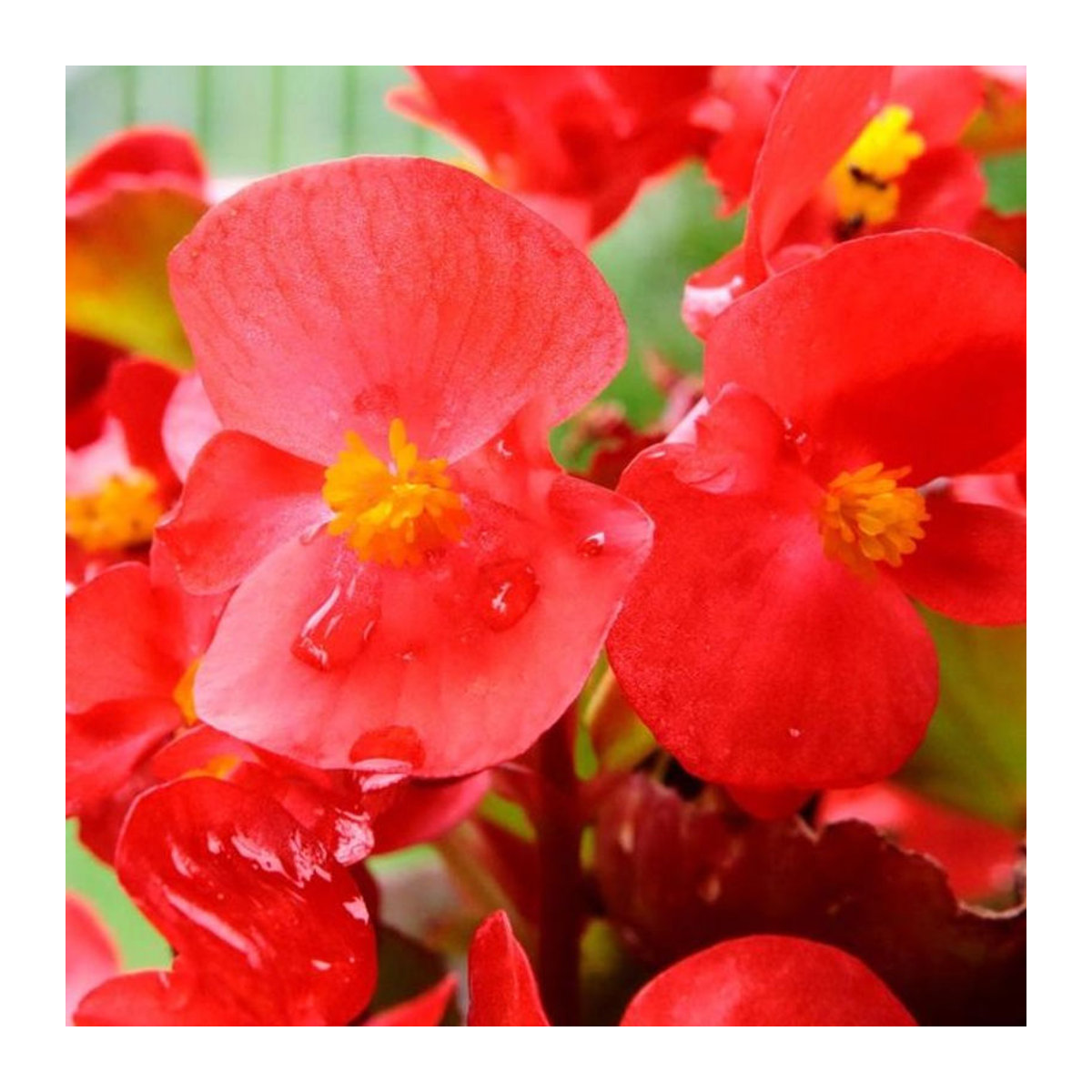 TORSEED Begonien Frischblumensamen Premium Lila Rot 0,01 g - Bild 1