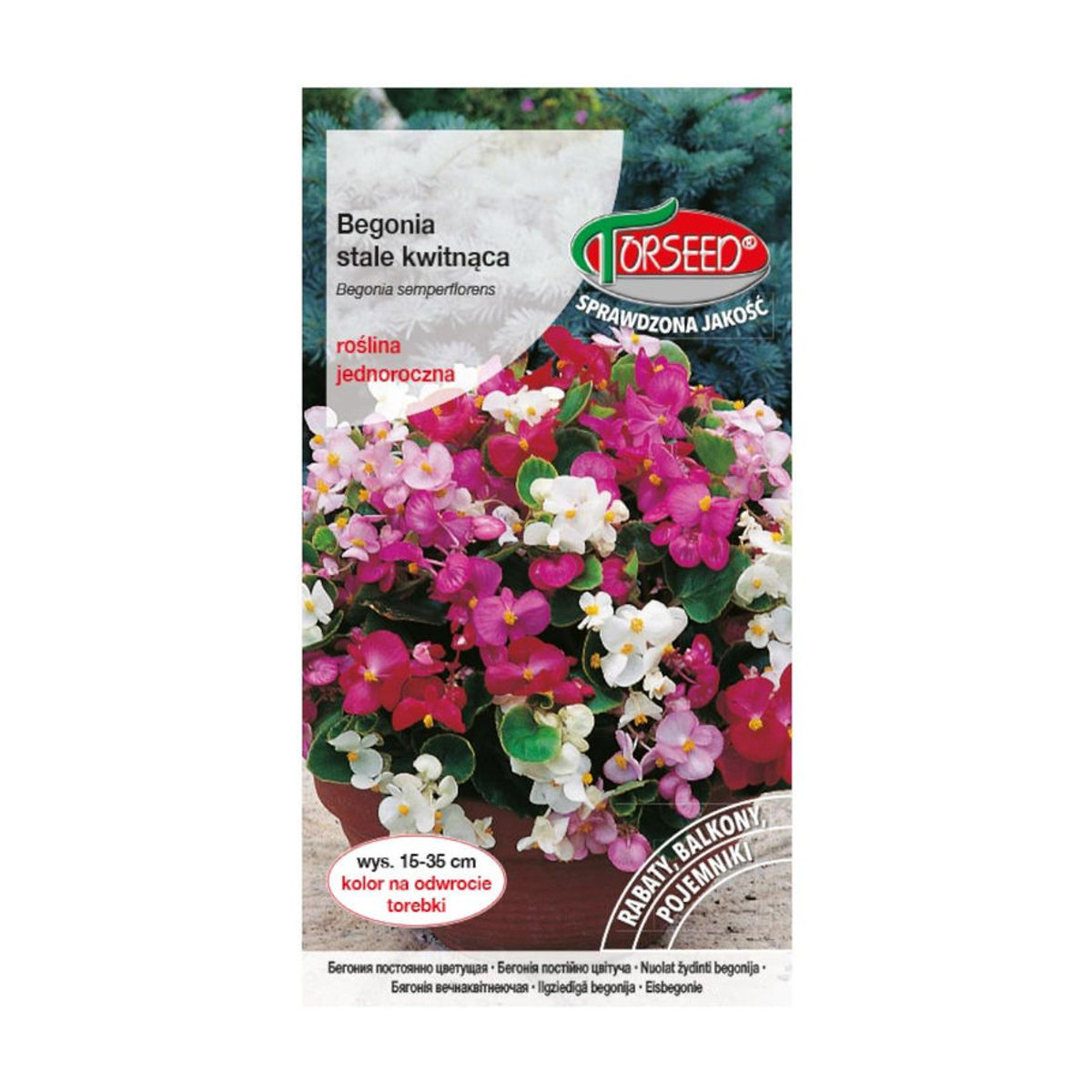 TORSEED Begonien Frischblumensamen Premium Lila Rot 0,01 g - Bild 2