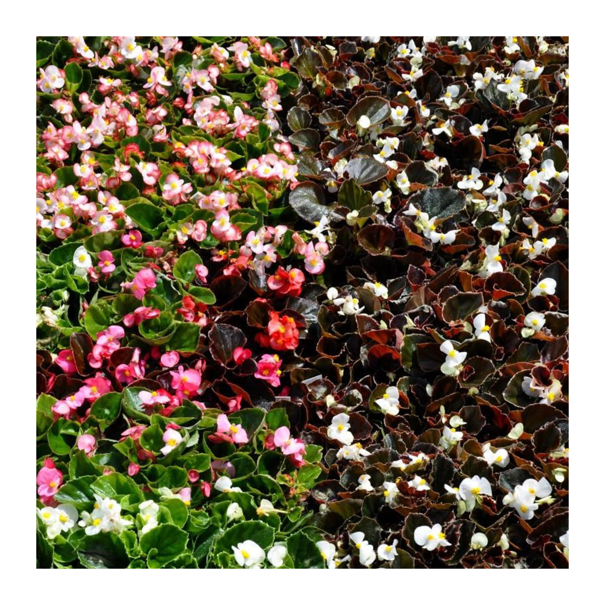 TORSEED Begonien Frischblumensamen Premium Lila Rot 0,01 g - Bild 3