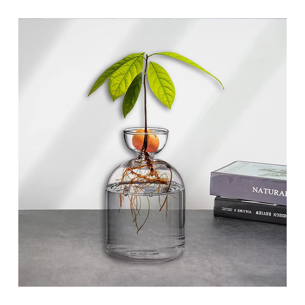 TPXCKz Avocado-Samen-Startervase aus transparentem Glas für dein DIY-Pflanzen-Set - Bild 2