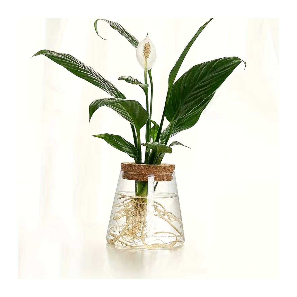 Transparentes Glas-Pflanzgefäß für Hydrokultur und Stecklinge als dekorative Vermehrungsstation für Tisch und Büro - Bild 3