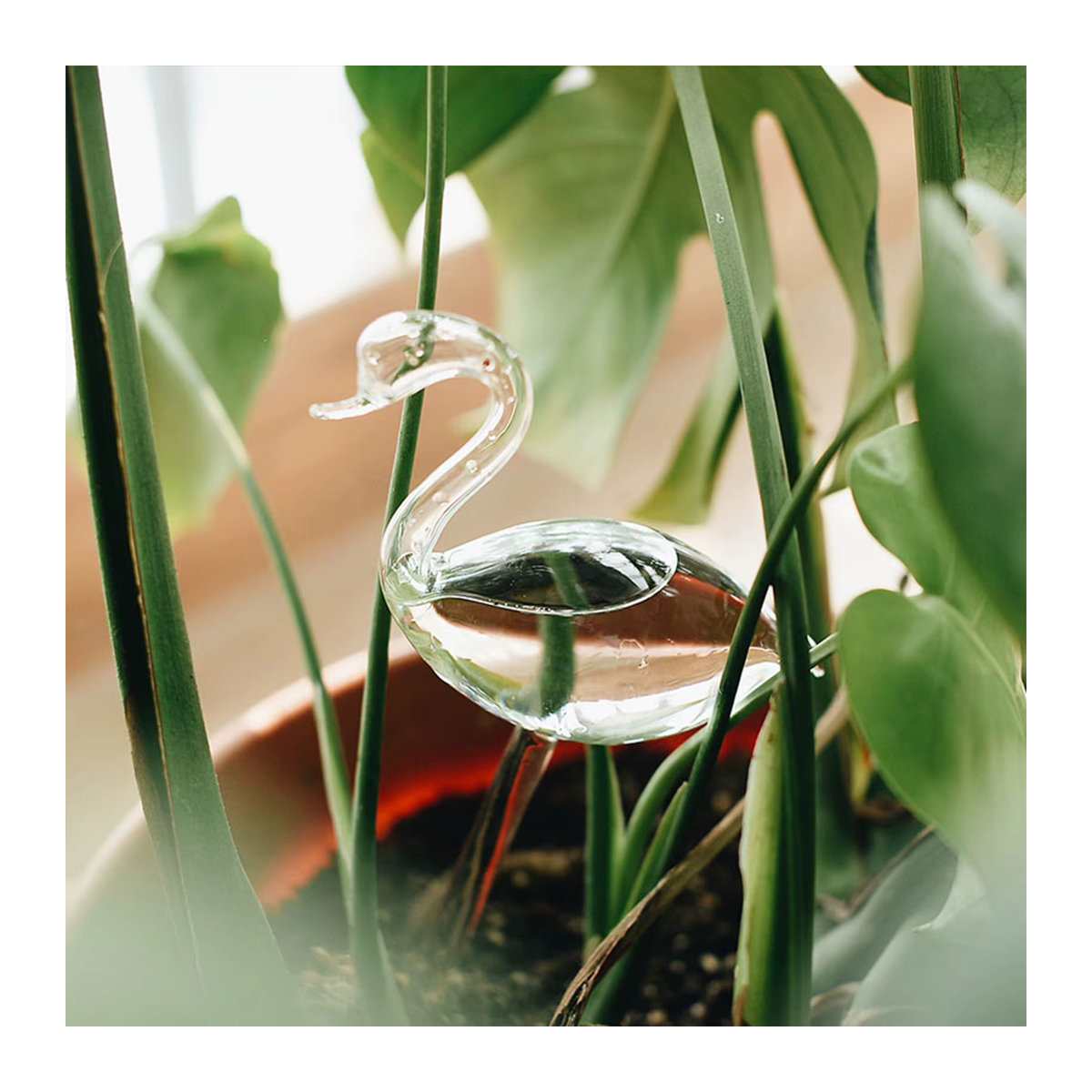 Transparentes Schwanenbewässerungsgerät aus Glas für deine Zimmerpflanzen - Bild 2