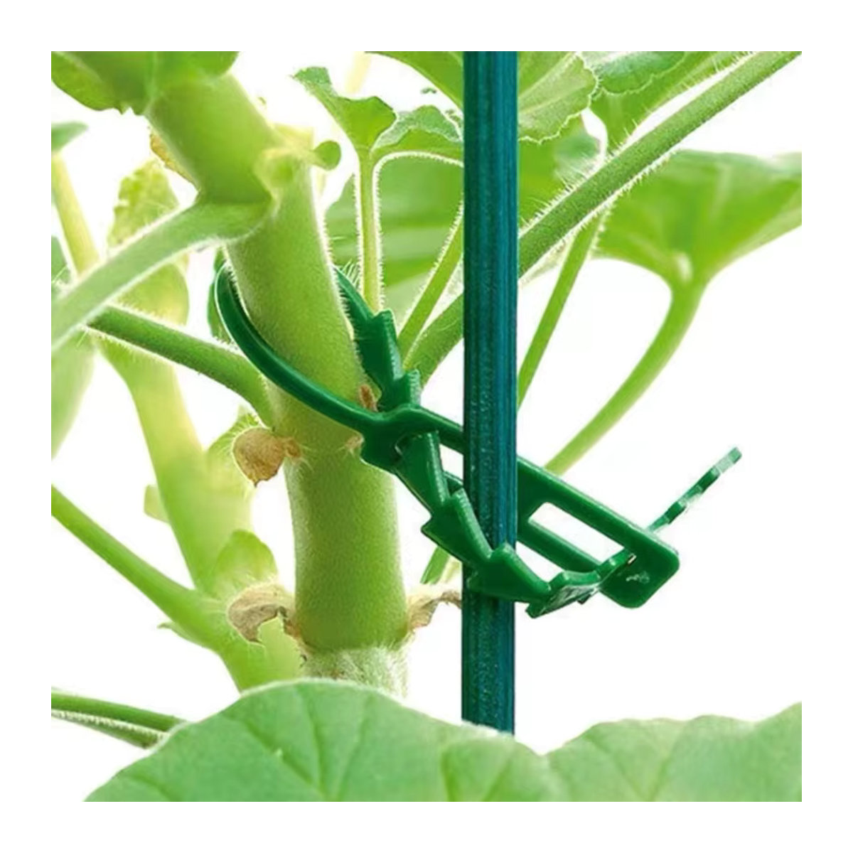 Verstellbare Kunststoff-Pflanzenkabelbinder als wiederverwendbare Strauchverschlüsse für Garten, Reben und Tomaten, B/H: 11 cm, 13 cm, 17 cm, 22 cm - Bild 3