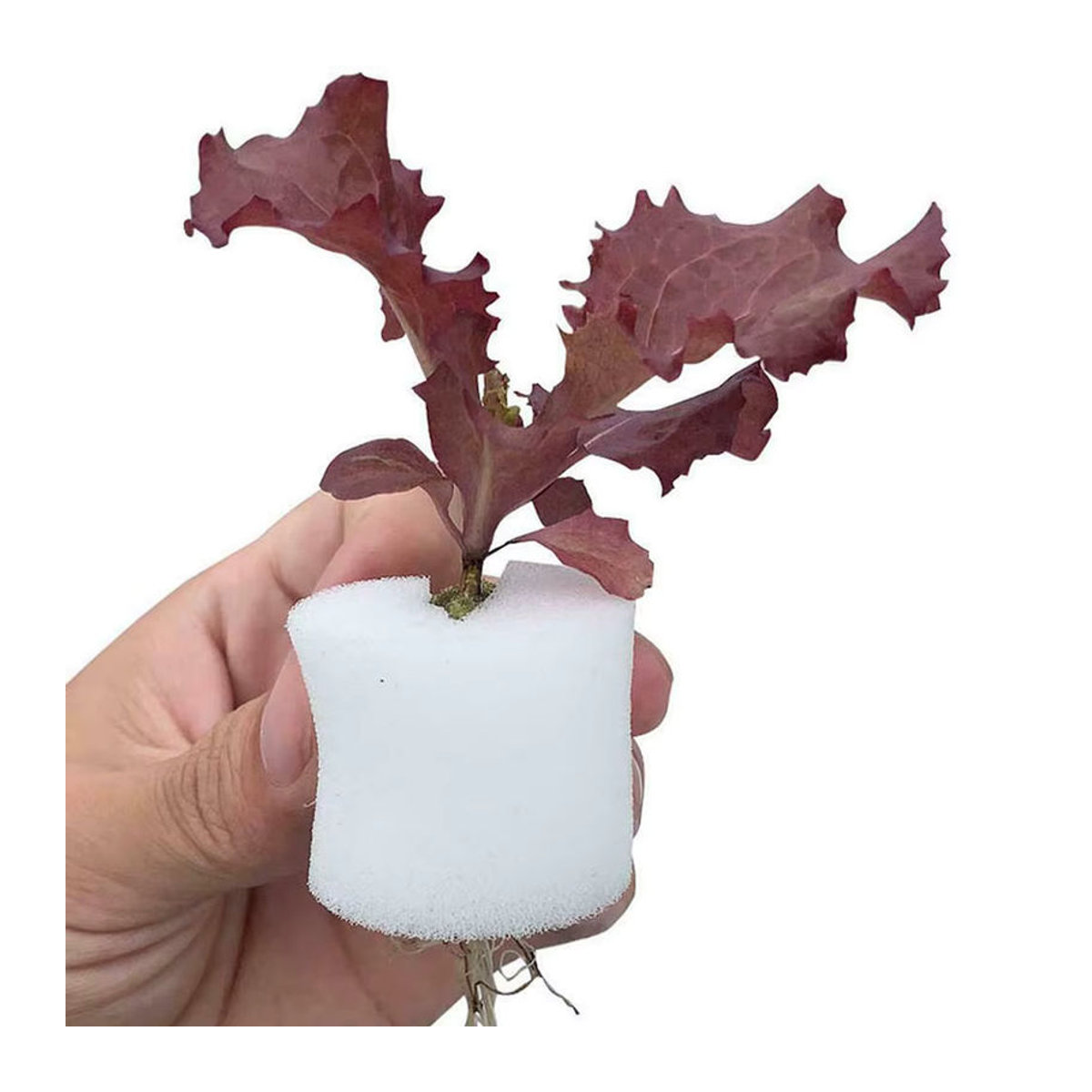 Vibratite Hydroponik Netztöpfe 50 Stück für soilless Kultur, Schlitzgitter-Körbe für Orchideen und Anzucht, B/D/H: 3,5 x 3,5 x 3,5 cm - Bild 4
