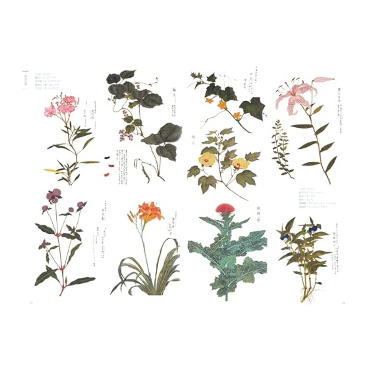 Vintage Pflanzen- und Tierillustrationen der Edo-Zeit von Kawade Shobo Shinsha im Querformat, mehrfarbig auf Papier - Bild 1