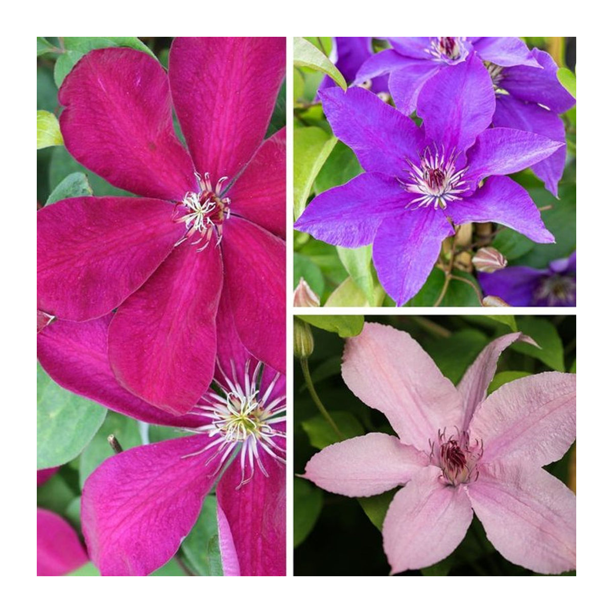 Waldrebe Landhaus bunt, 3 Pflanzen von Mein schöner Garten Shop - Bild 1