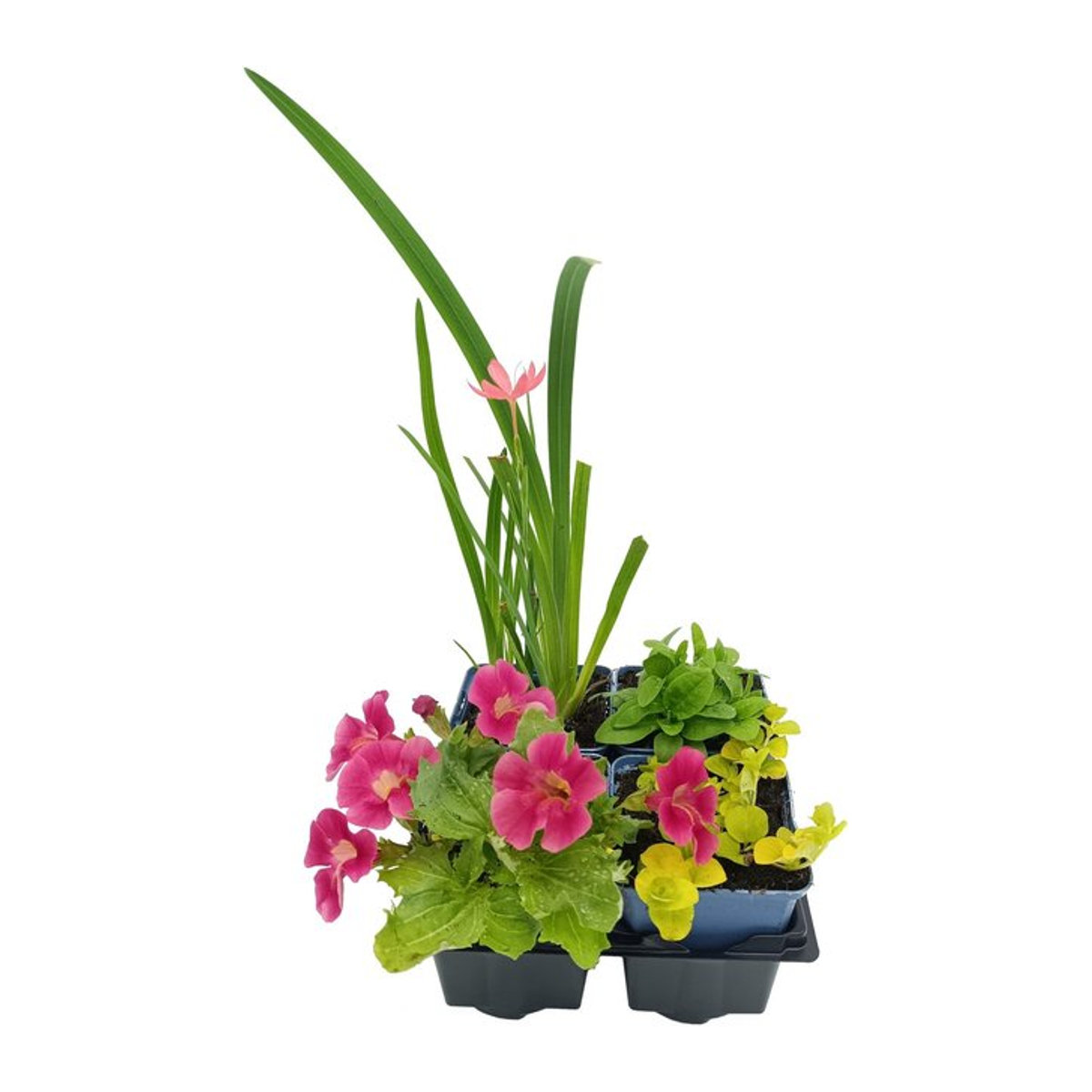 Wasserpflanzen-Set Bienenparadies am Teich von Mein schöner Garten Shop, 4 bunte Pflanzen - Bild 1