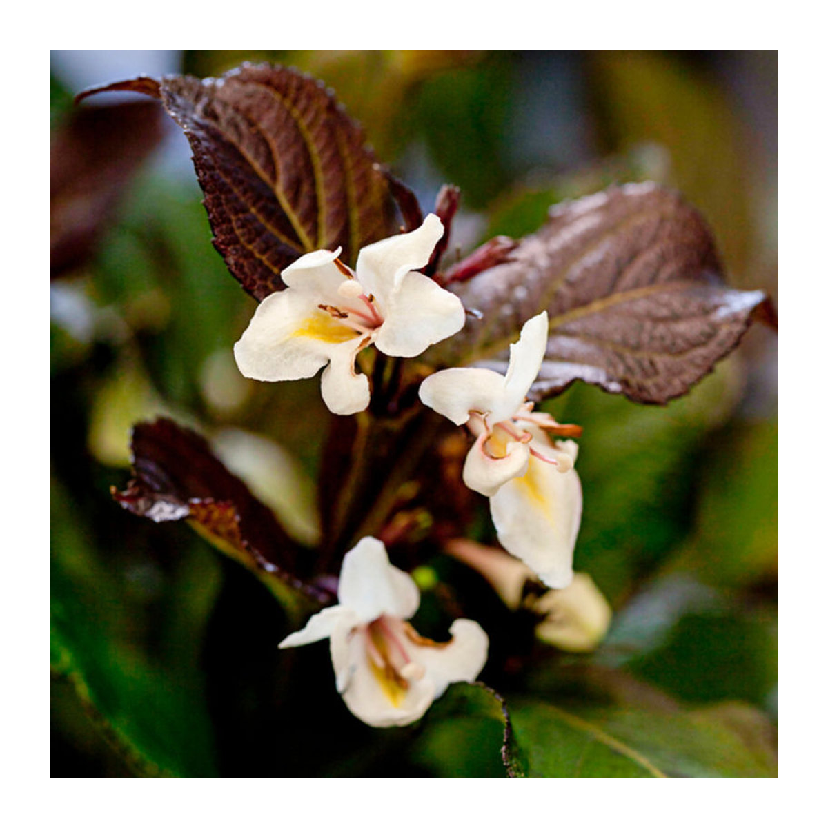 Weigelie Ebony and Ivory in Weiß - Bild 1