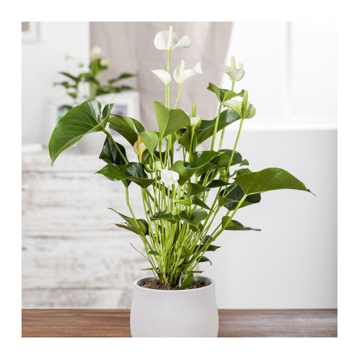 Weiße Anthurium Pflanze in modernem Design von Mein schöner Garten Shop - Bild 1