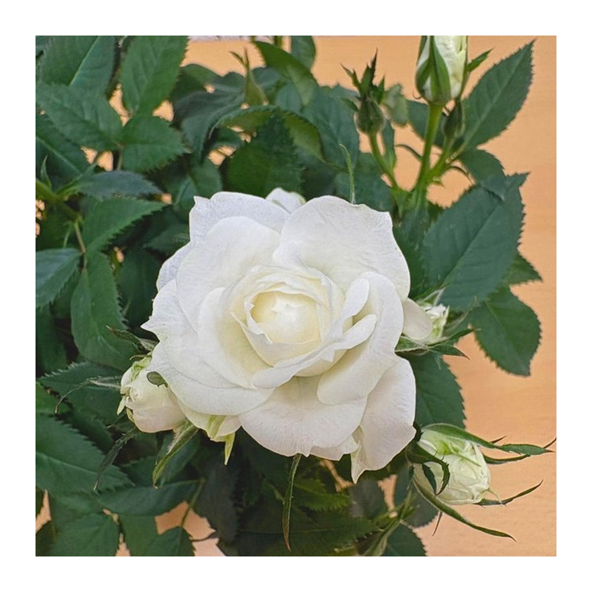 Weiße Rose im Übertopf von Mein schöner Garten Shop als Dekoration zum Valentinstag - Bild 1