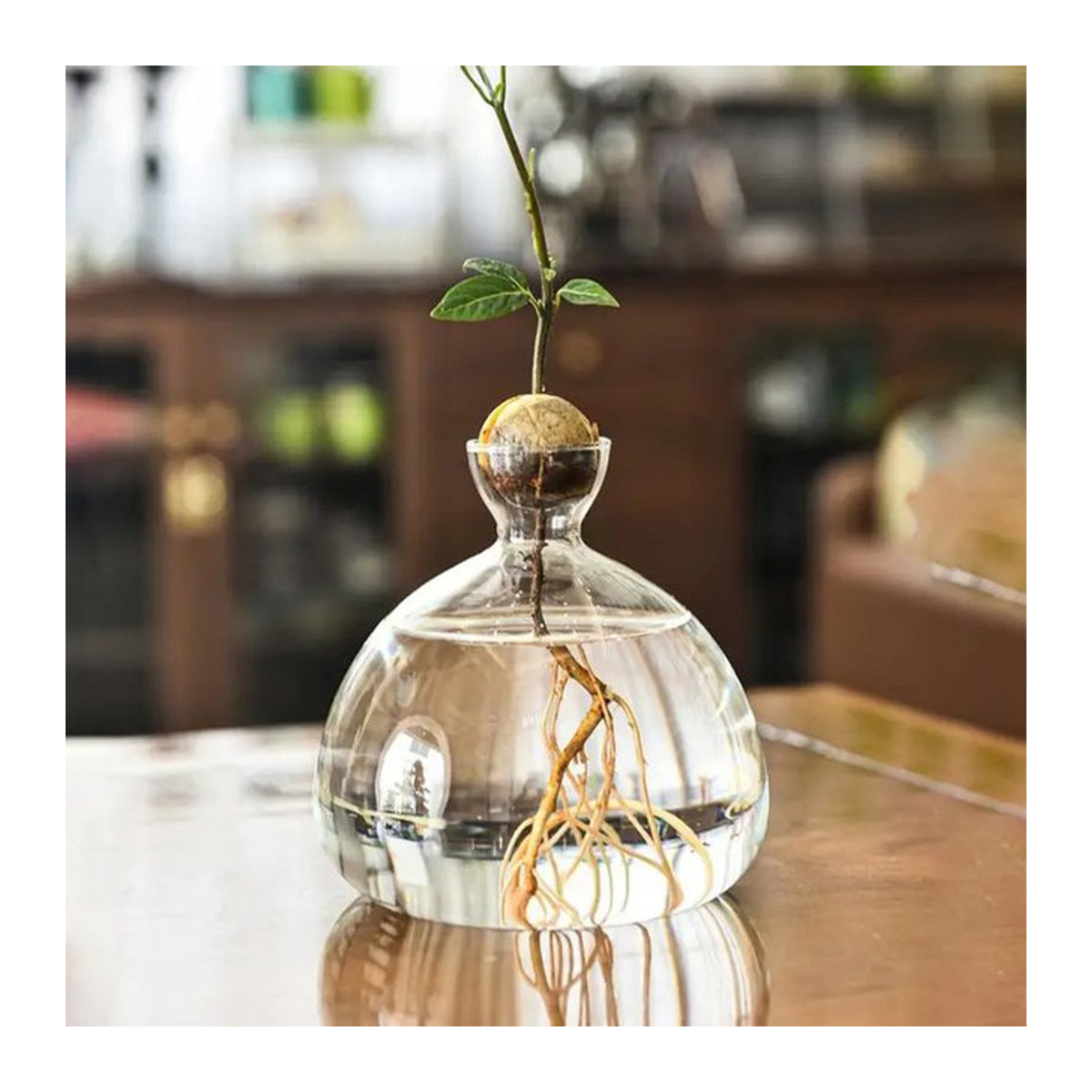 WHPHous Avocado-Samen-Startervase aus transparentem Glas für den Pflanzenanbau - Bild 1