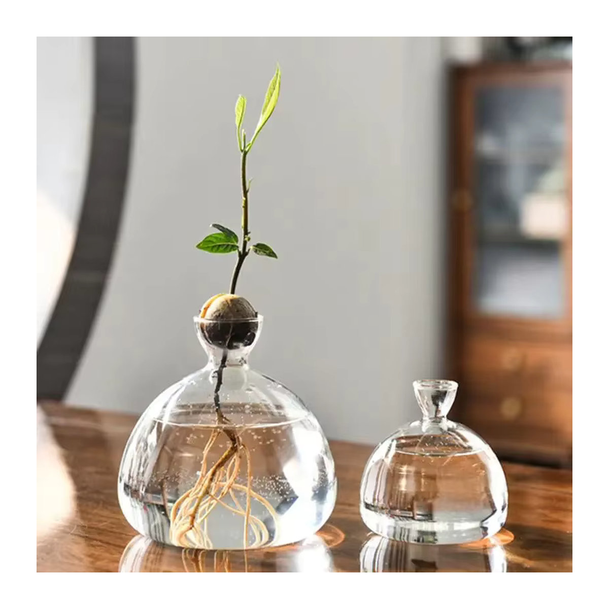 WHPHous Avocado-Samen-Startervase aus transparentem Glas für den Pflanzenanbau - Bild 2