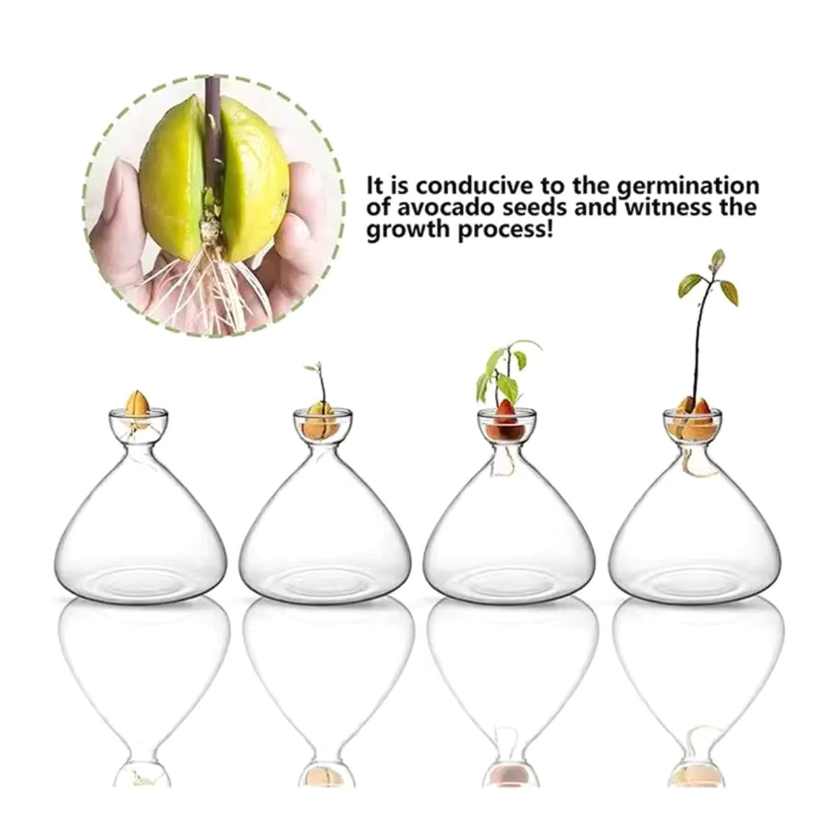 WHPHous Avocado-Samen-Startervase aus transparentem Glas für den Pflanzenanbau - Bild 3
