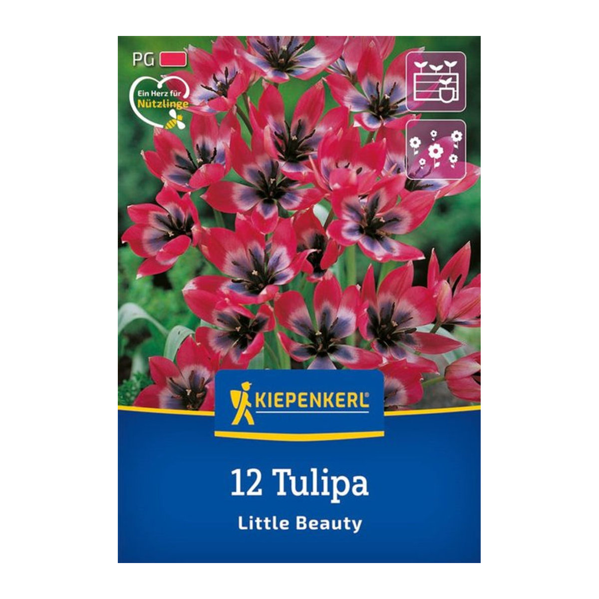 Wildtulpe Little Beauty bunt, 12 Zwiebeln - Bild 1