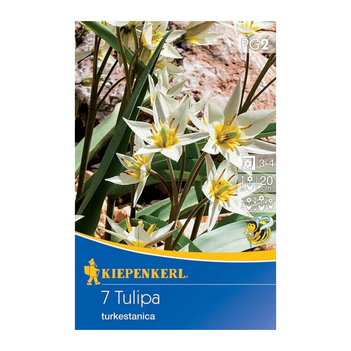 Wildtulpe Turkestanica in Weiß, 7 Zwiebeln - Bild 1