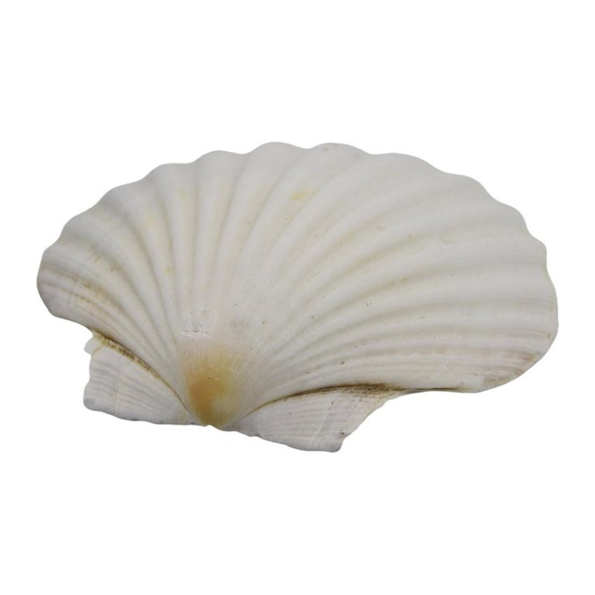 Xudikou Weiße Jakobsmuscheln zum Bemalen und Dekorieren für Strandthemen und Hochzeiten - Bild 1