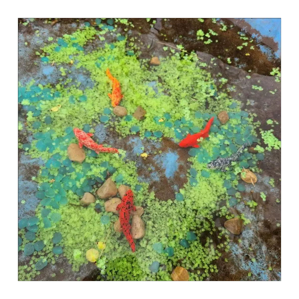 XYTLEZONE 5er Set Koi Fisch Simulationen aus Kunstharz in Mehrfarbig für deine DIY Mikro-Landschaft und Puppenhaus Dekoration - Bild 1