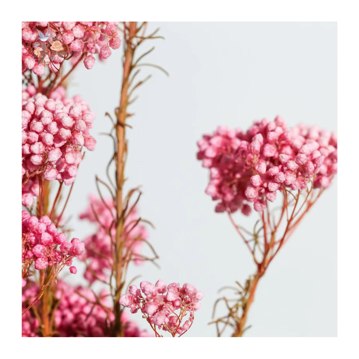 YN HI FLOWER getrockneter Blumenstrauß aus Hirse und Reis in Lila und Mehrfarbig, 80g natürliche Dekoration für Hochzeit und Heimdekoration - Bild 6