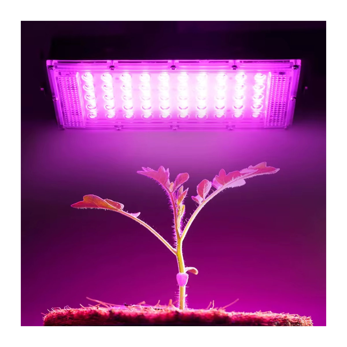 YNL Vollspektrum LED Pflanzenlampe 50W Phyto Lampe als LED Flutlicht für Indoor und Outdoor im Gewächshaus und für Hydrokultur - Bild 6