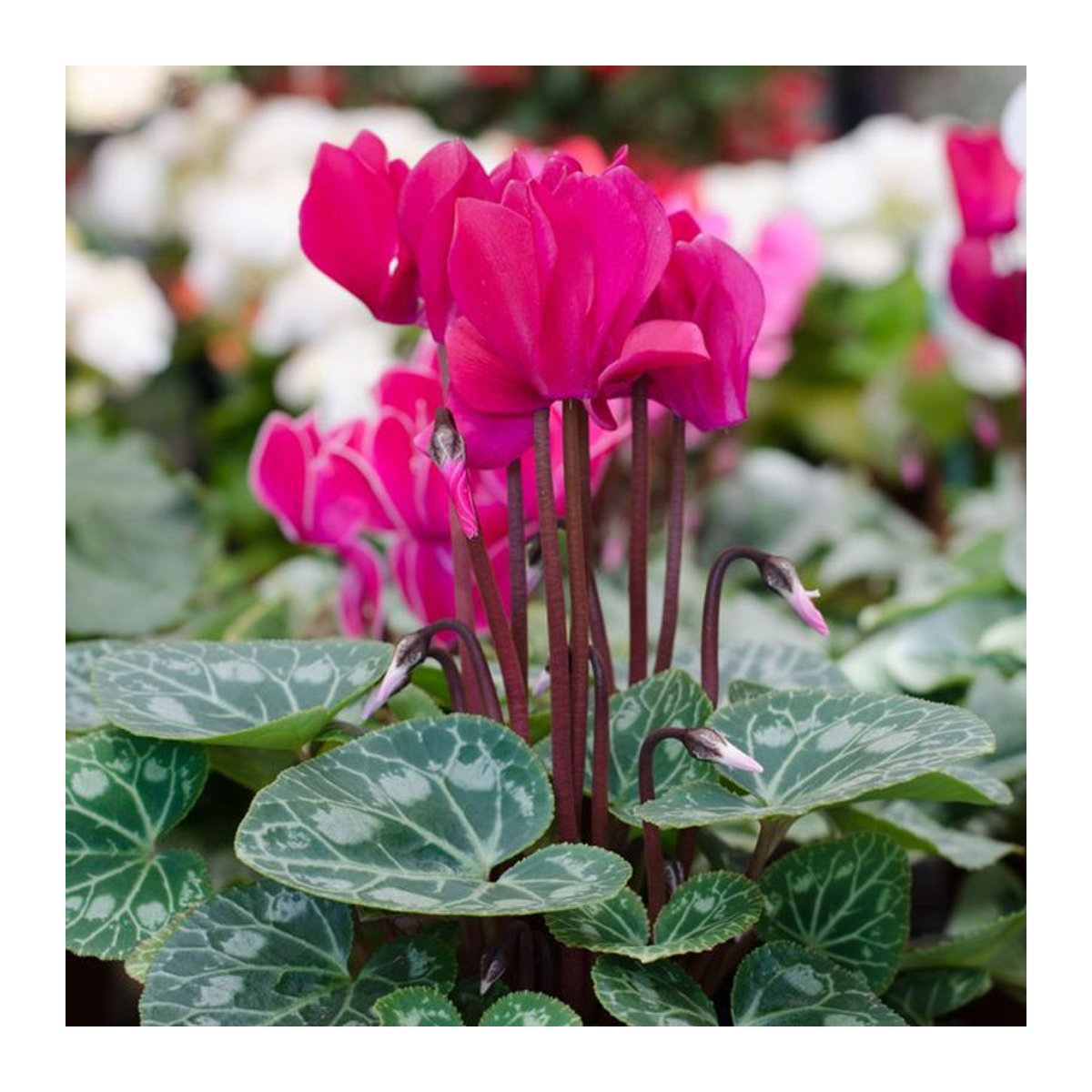 Zimmer-Alpenveilchen in Rosa von Mein schöner Garten Shop - Bild 1