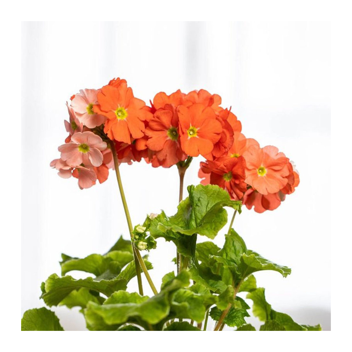 Zimmerprimel in Orange von Mein schöner Garten Shop - Bild 1