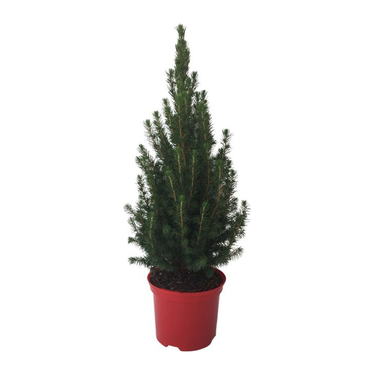Zuckerhutfichte Conica, 40 - 50 cm Höhe - Bild 1