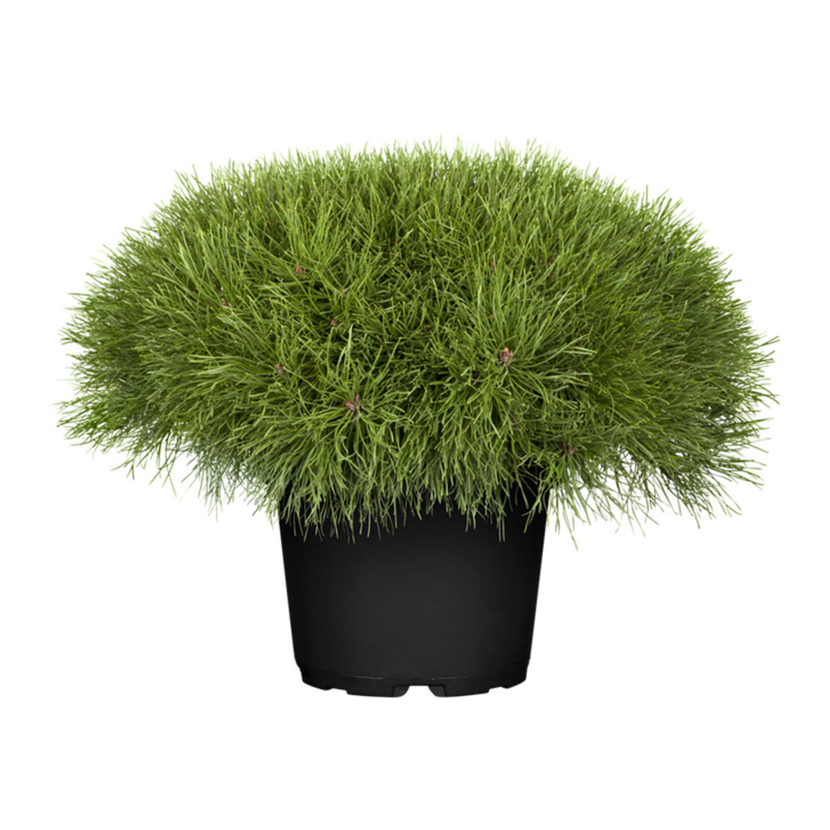 Zwerg-Kiefer Pumilio von Mein schöner Garten Shop - Bild 1