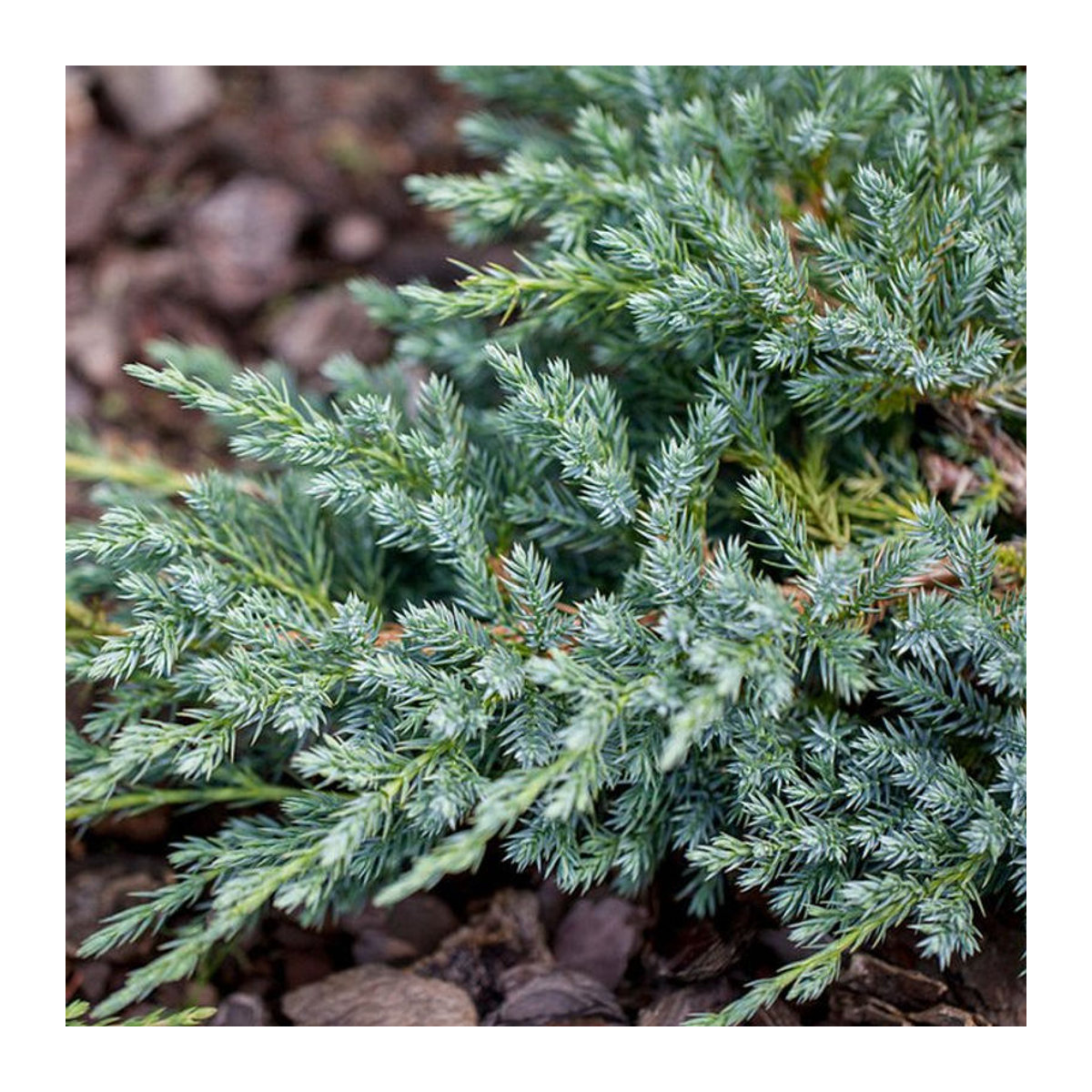 Zwerg-Wacholder Blue Carpet von Mein schöner Garten Shop - Bild 1