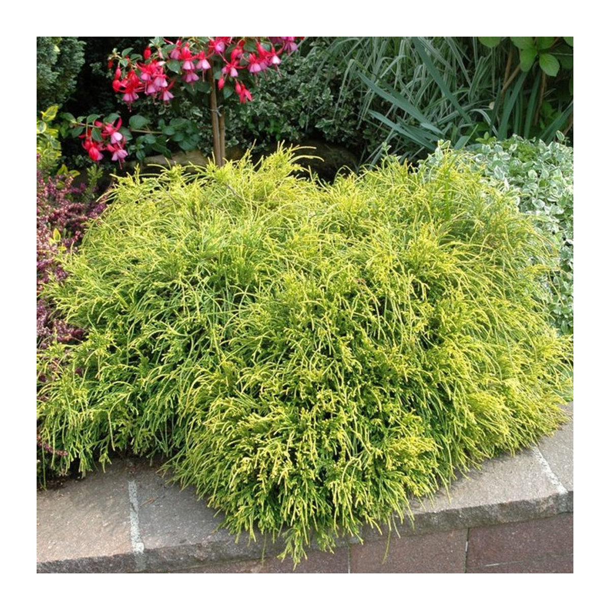 Zwerglebensbaum Whipcord von Mein schöner Garten Shop - Bild 1